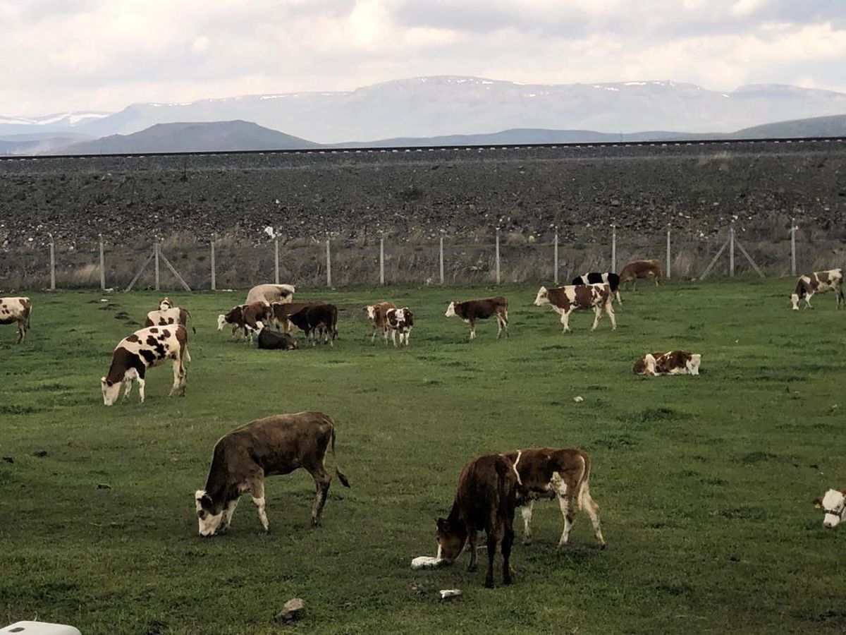 Kars\'ta Hayvanlar Meralarda Otlatılmaya Başladı
