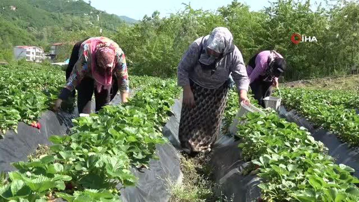 Ordu\'da çilek hasadı başladı