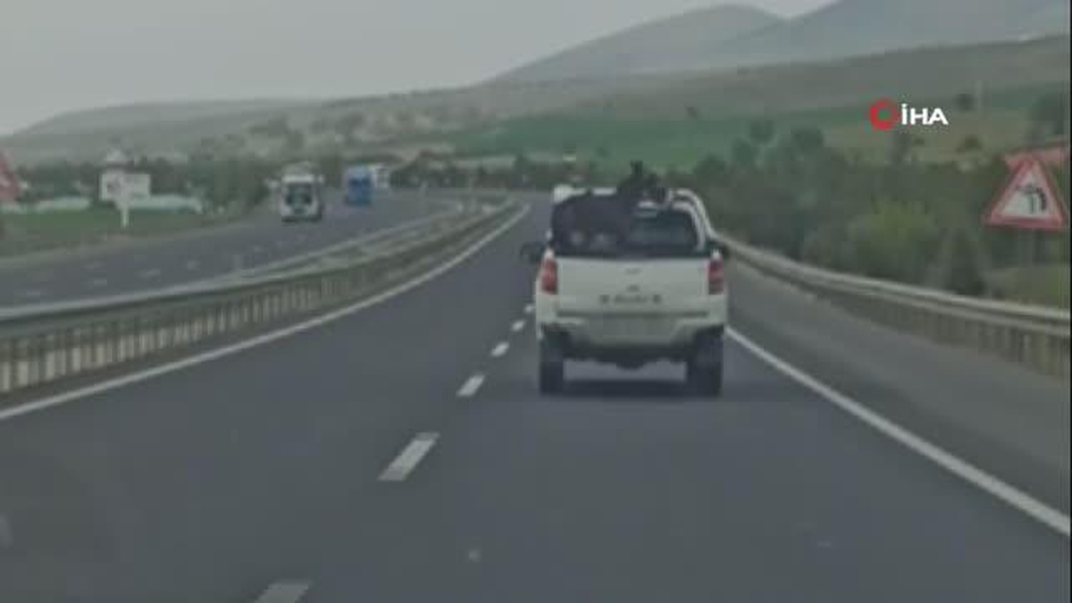 Pikap kasasında taşınan eşek yürekleri ağza getirdi