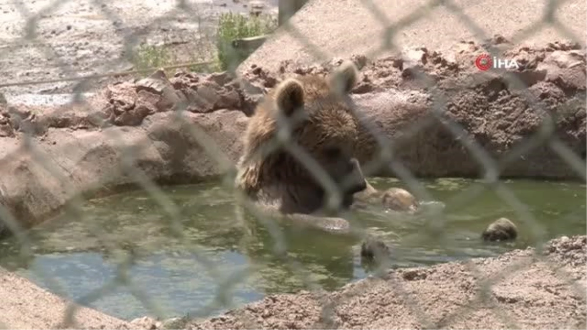Sıcaktan bunalan boz ayı ailesinin havuz keyfi