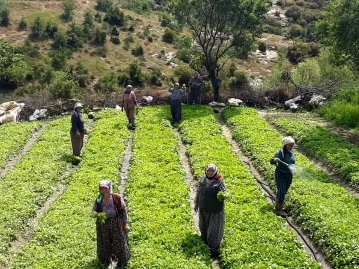 Manisada Sarıgöl ilçesinde tütün dikimleri yoğun bir şekilde devam ediyor