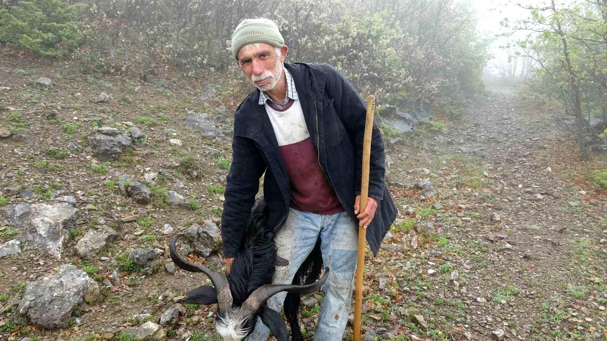 Tokat\'ta Zorlu Hava Şartlarına Rağmen Çobanlık Mesleğinden Vazgeçmeyen Mehmet Mertyılmaz