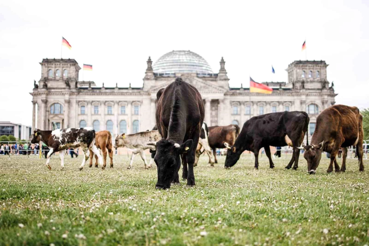Almanya\'da aktivistler inekleri Reichstag önünde otlattı