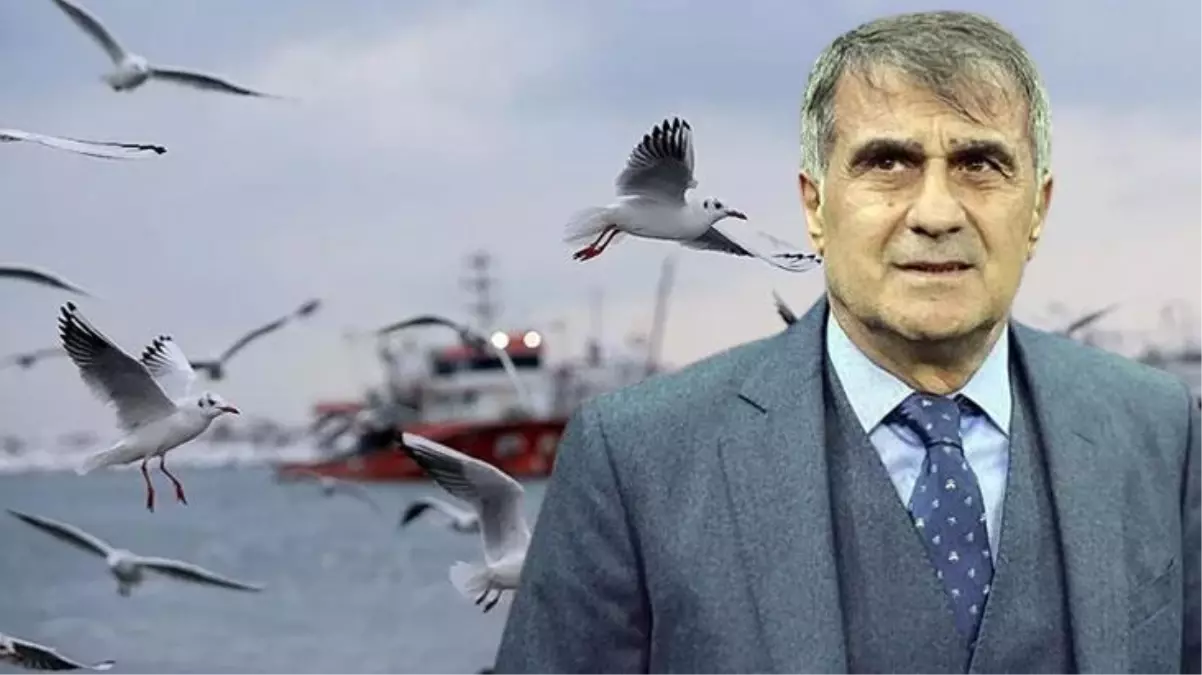 Şenol Güneş\'in martılara ilişkin ifadeleri sosyal medyayı salladı: Parti kursa yüzde 10 oy alır