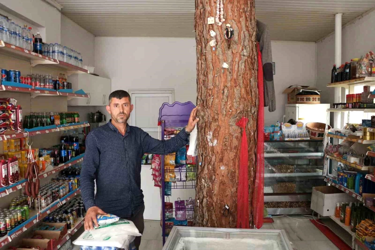 Kahramanmaraş\'ta Bakkal Dükkanının Ortasından Geçen Çam Ağacı Dikkat Çekiyor