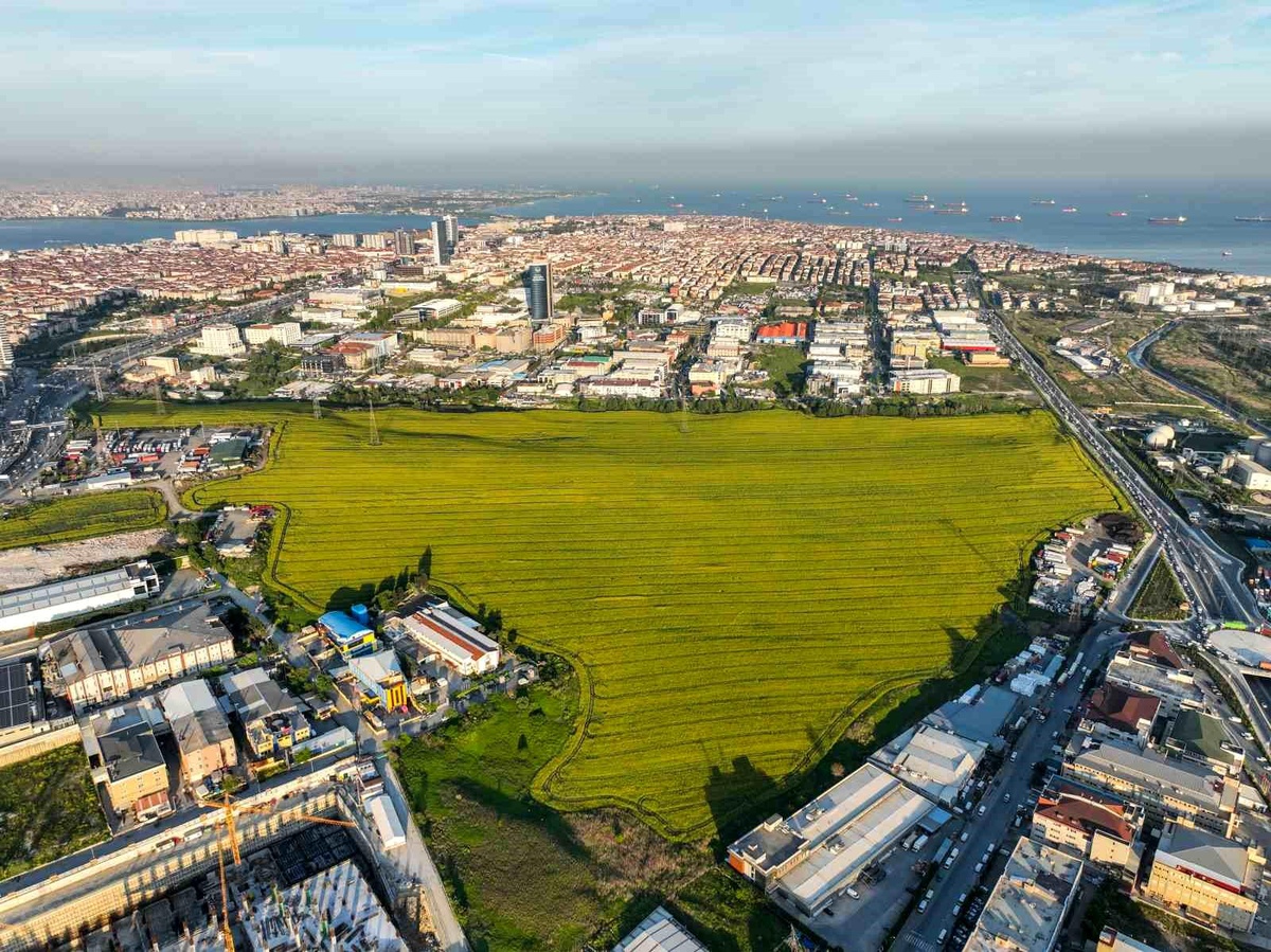 İstanbul\'da Masalsı Güzellikte Kanola Tarlaları