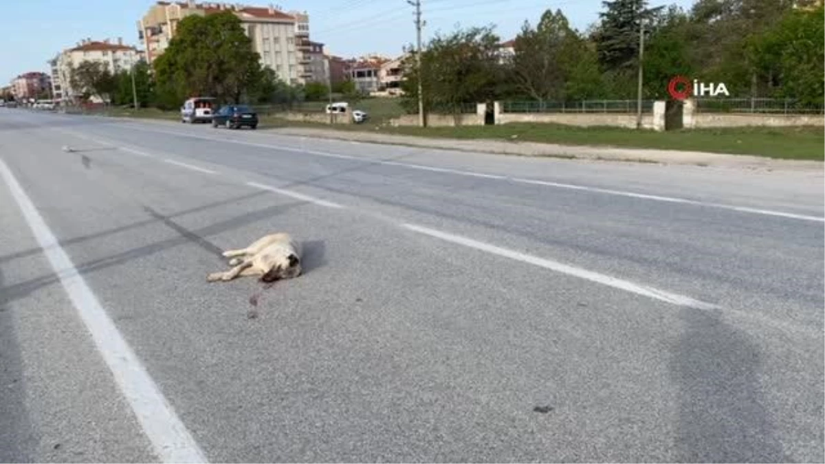 Köpeğe çarpan araç takla attı: 1 yaralı