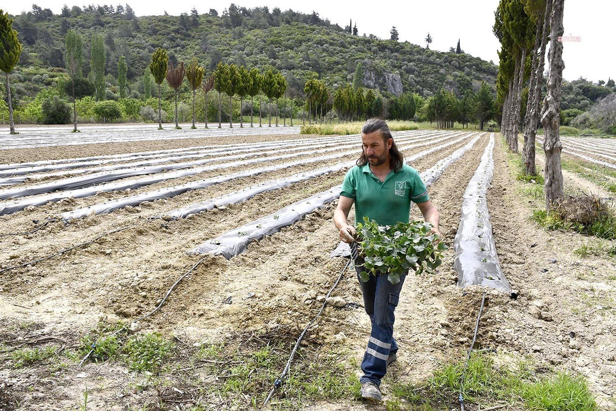 Kuşadası Belediyesi\'nin Adabahçe\'si Yaza Hazırlanıyor