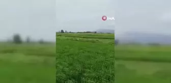 Leylekler hasattan payına düşeni aldı