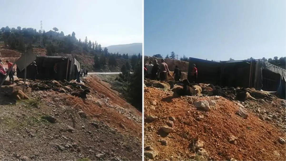Mersin\'de tırın devrilmesi sonucu 60 küçükbaş hayvan telef oldu