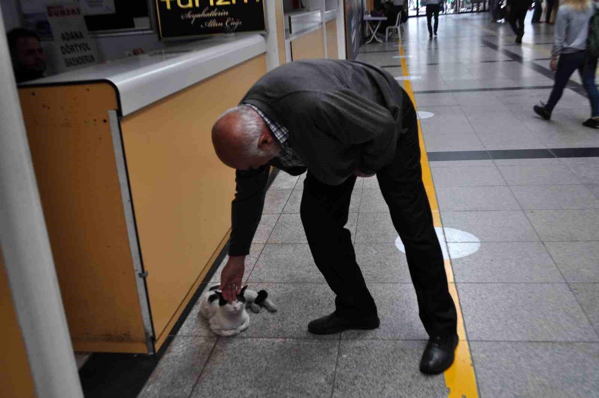 Eskişehir Otogarı\'nda Sevimli Kedi Yoğun İlgi Görüyor