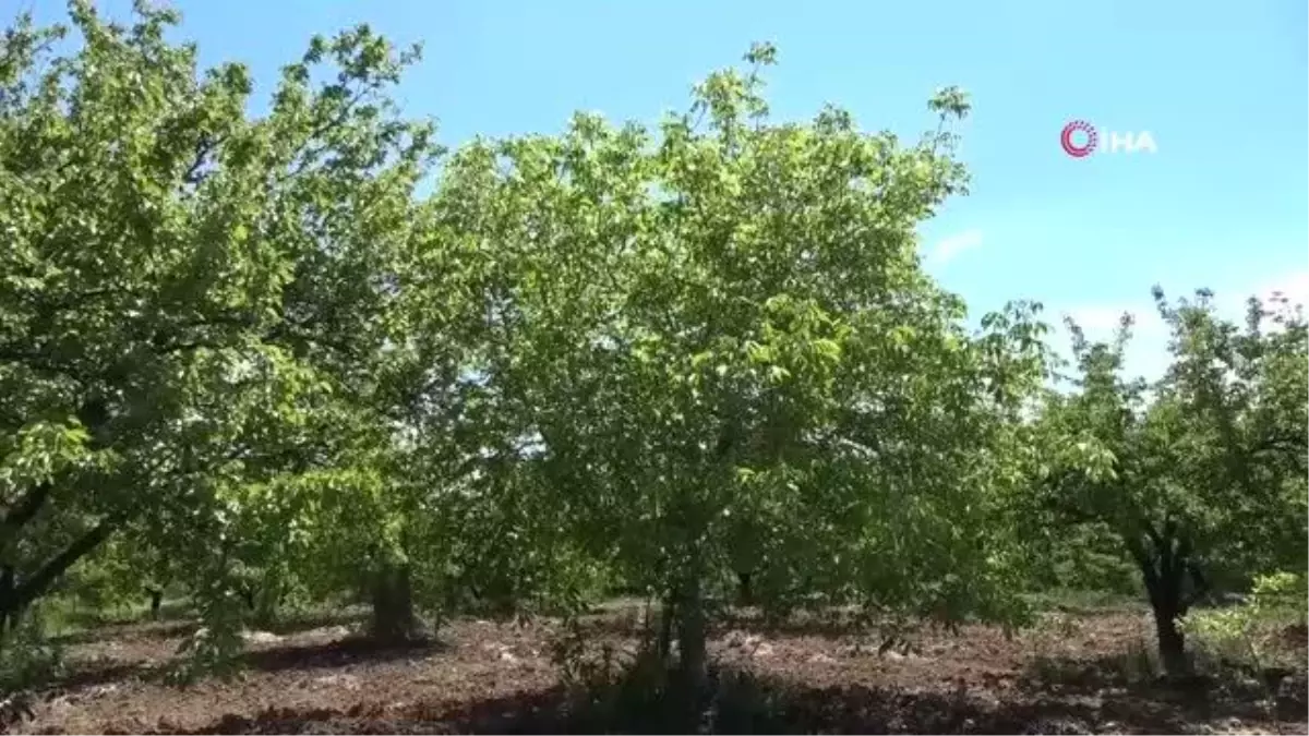 Güneş enerjisi ile tarım arazilerinin su ihtiyacı karşılanıyor