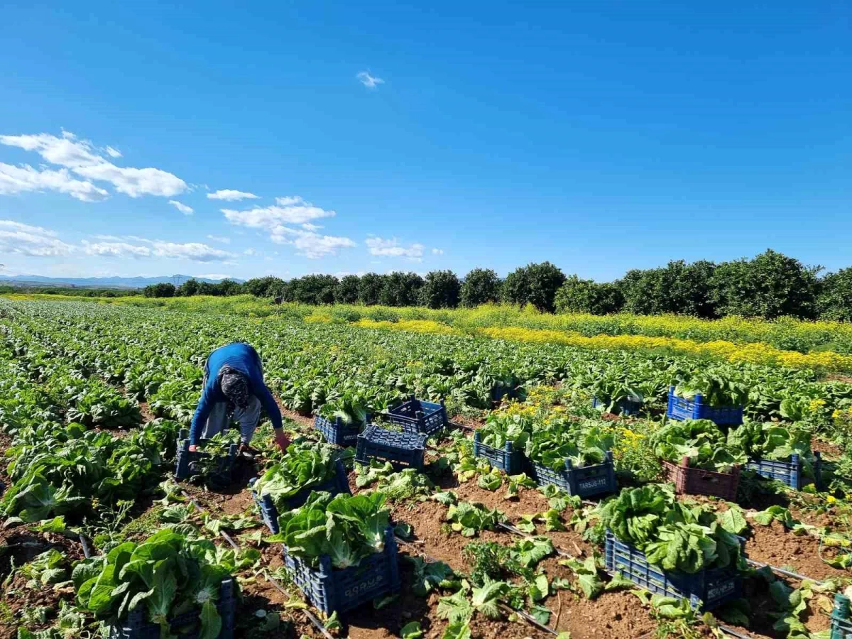 Tarımda üretici enflasyonu nisanda yüzde 71,52\'ye geriledi