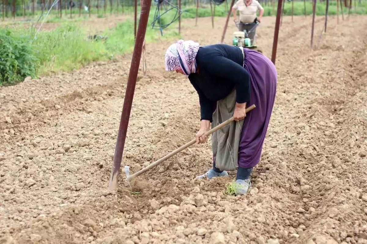 Bilecik\'te Tescilli Boncuk Fasulyesi Ekimi Başladı