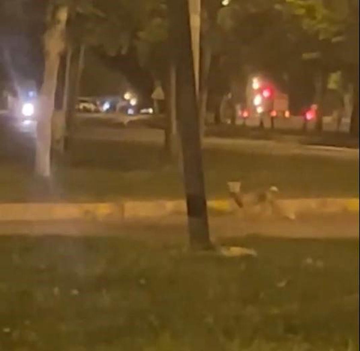 Şanlıurfa\'da Yolunu Şaşıran Tilkiden Şehir İçinde Görüntüler