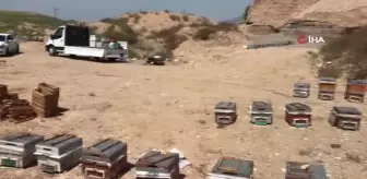 Bal arılarının tatlı bal yolculuğu başladı