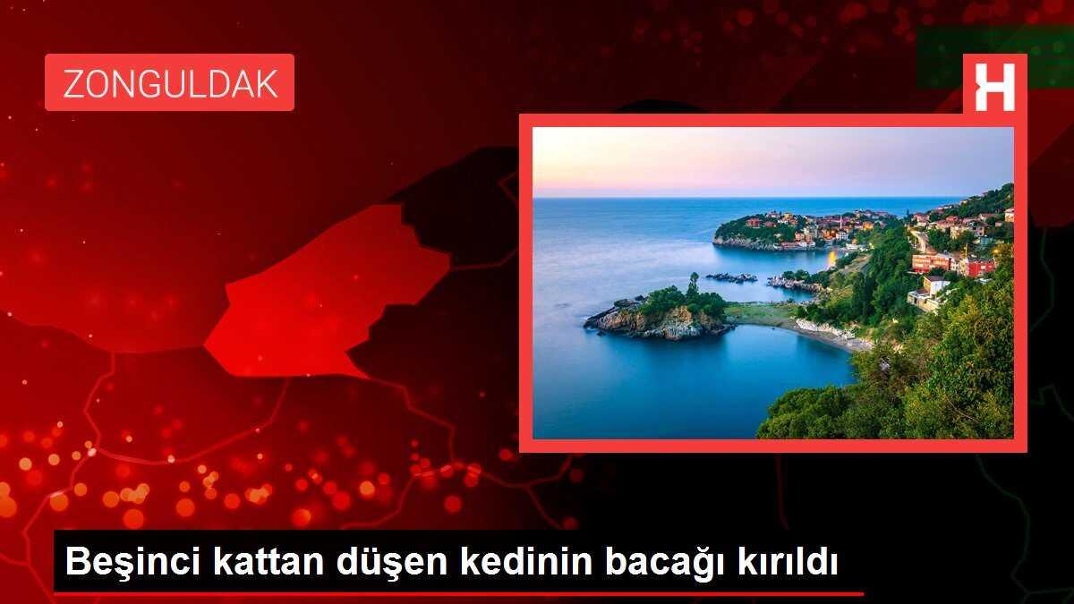 Zonguldak'ta düşen kedi operasyonla sağlığına kavuştu