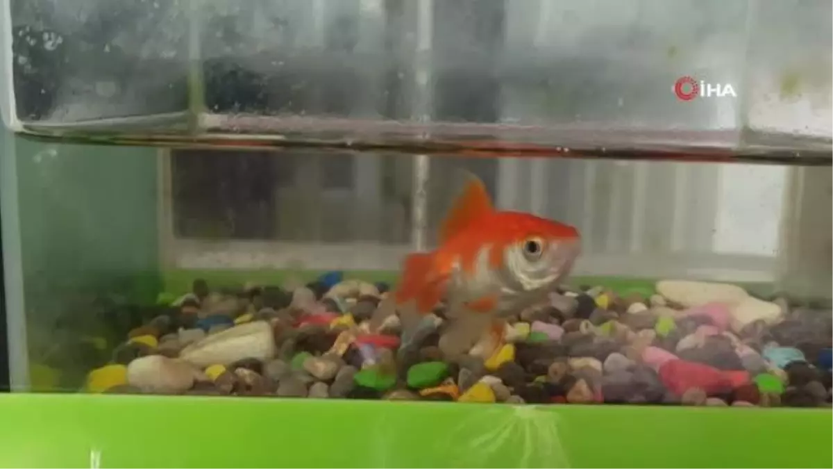 Fanustaki balık depremden 100 gün sonra canlı olarak bulundu