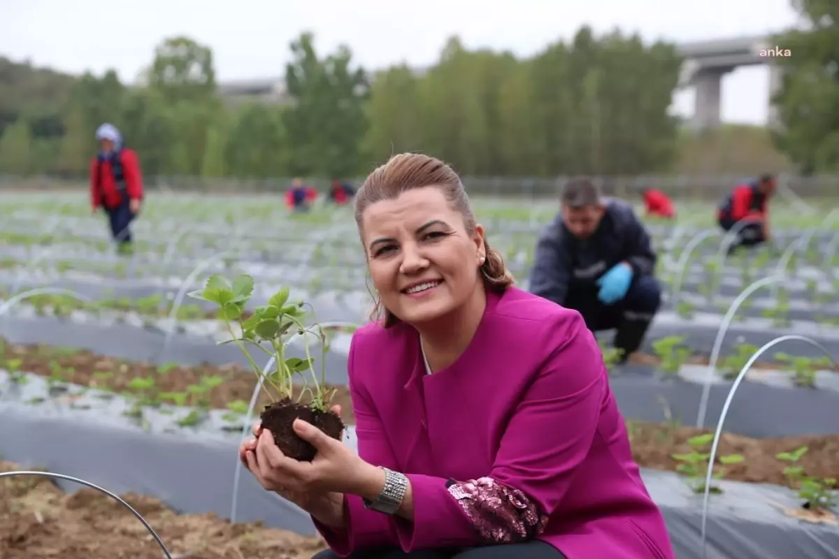 İzmit Belediyesi, Hasat Ettiği Çilekleri Vatandaşla Buluşturuyor