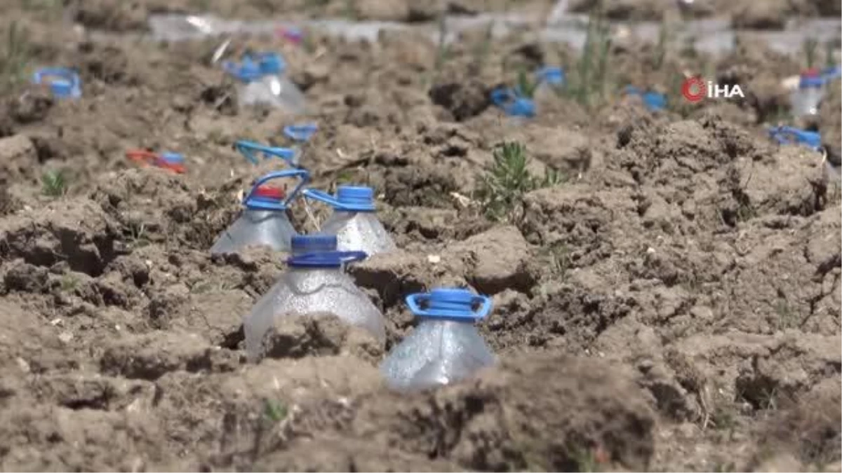 Kuraklıkla mücadelede ilginç çözüm: Pet şişeler mini seraya dönüştürüldü