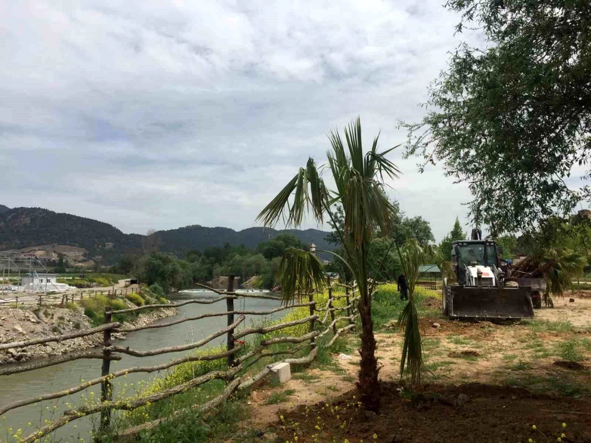Bilecik\'in Osmaneli ilçesinde Sakarya Nehrinin kıyısına palmiye ağaçları dikildi