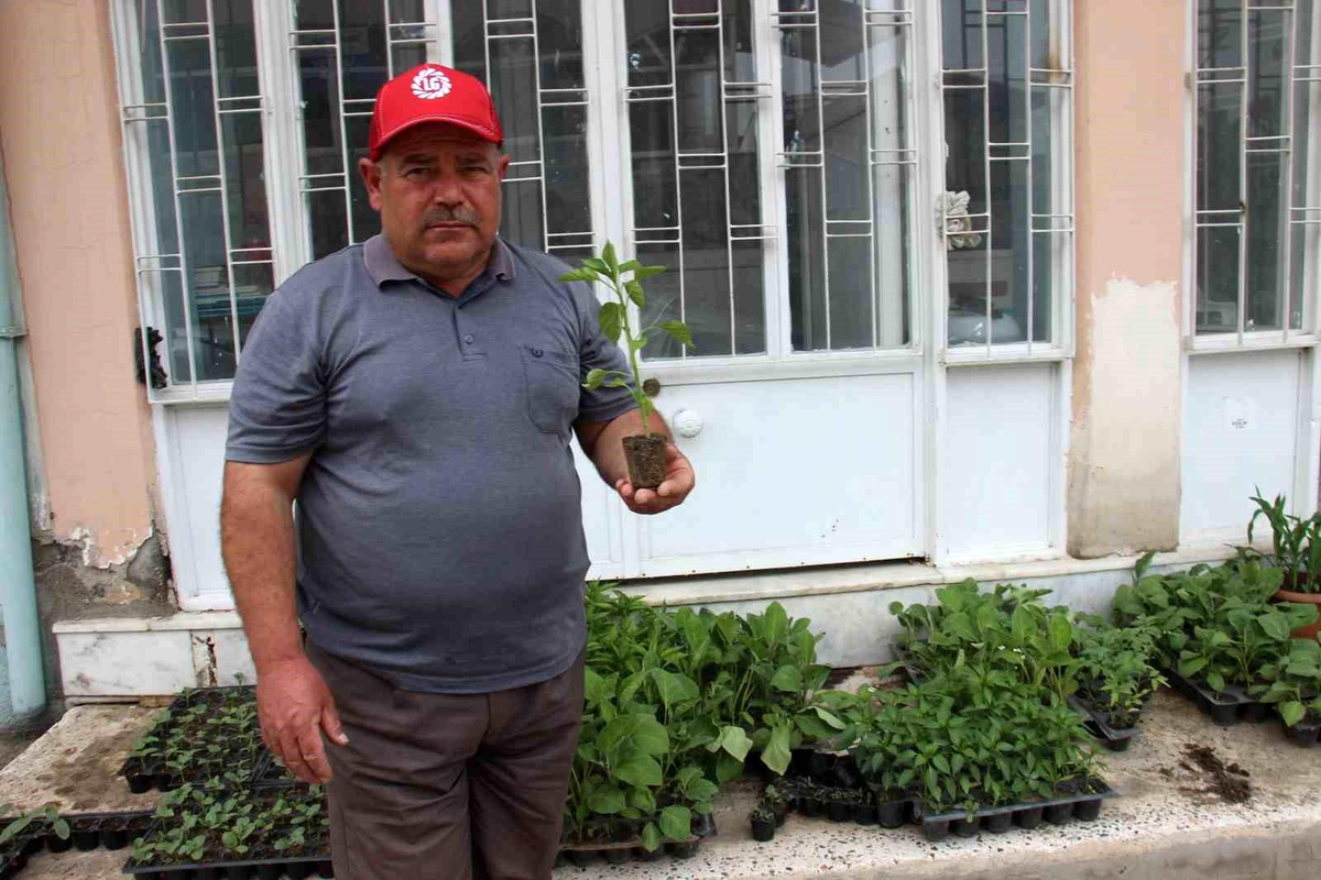 Aydın\'da Fide Satışları Artıyor