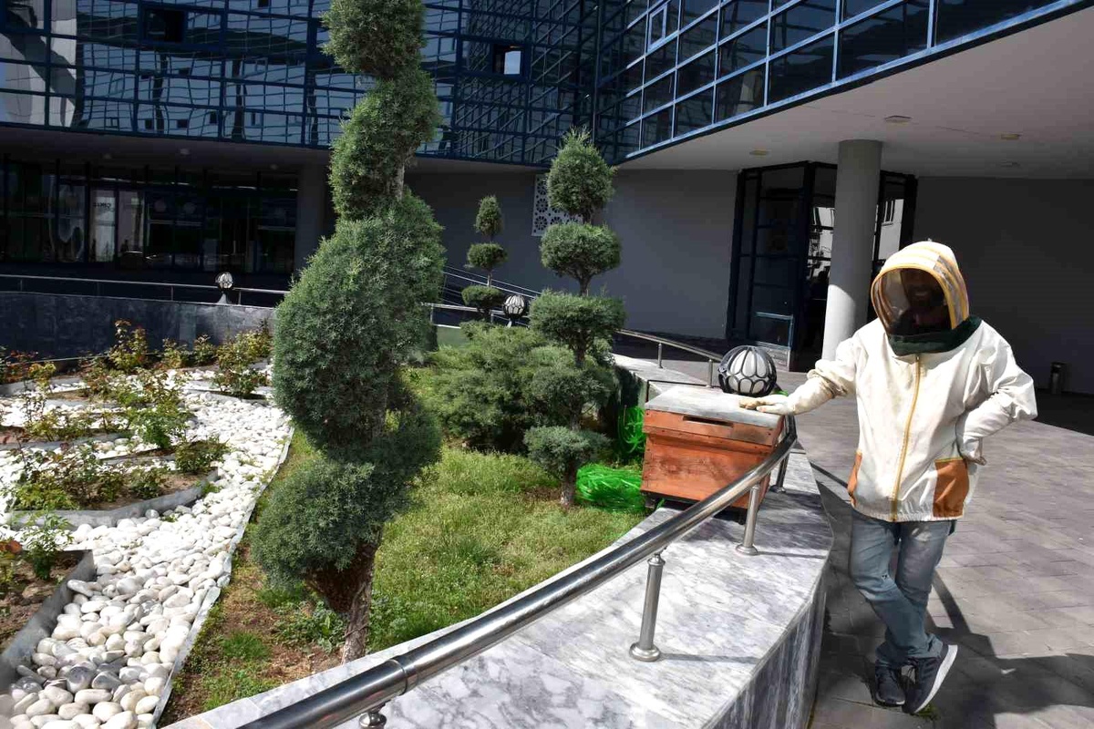Arıların \'oğul\' vermesi sonrası çıkan arılar Kocasinan Belediyesi avlusunda bulunan süs ağacına kondu
