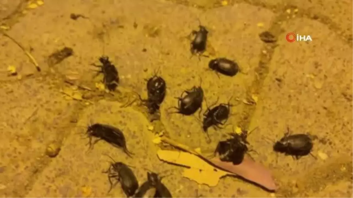 Ceylanpınar\'da böcek istilası