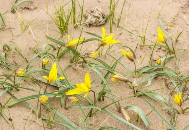 Çin'in İç Moğolistan Bölgesinde Soyu Tükendiği Sanılan Lale Türü Bulundu