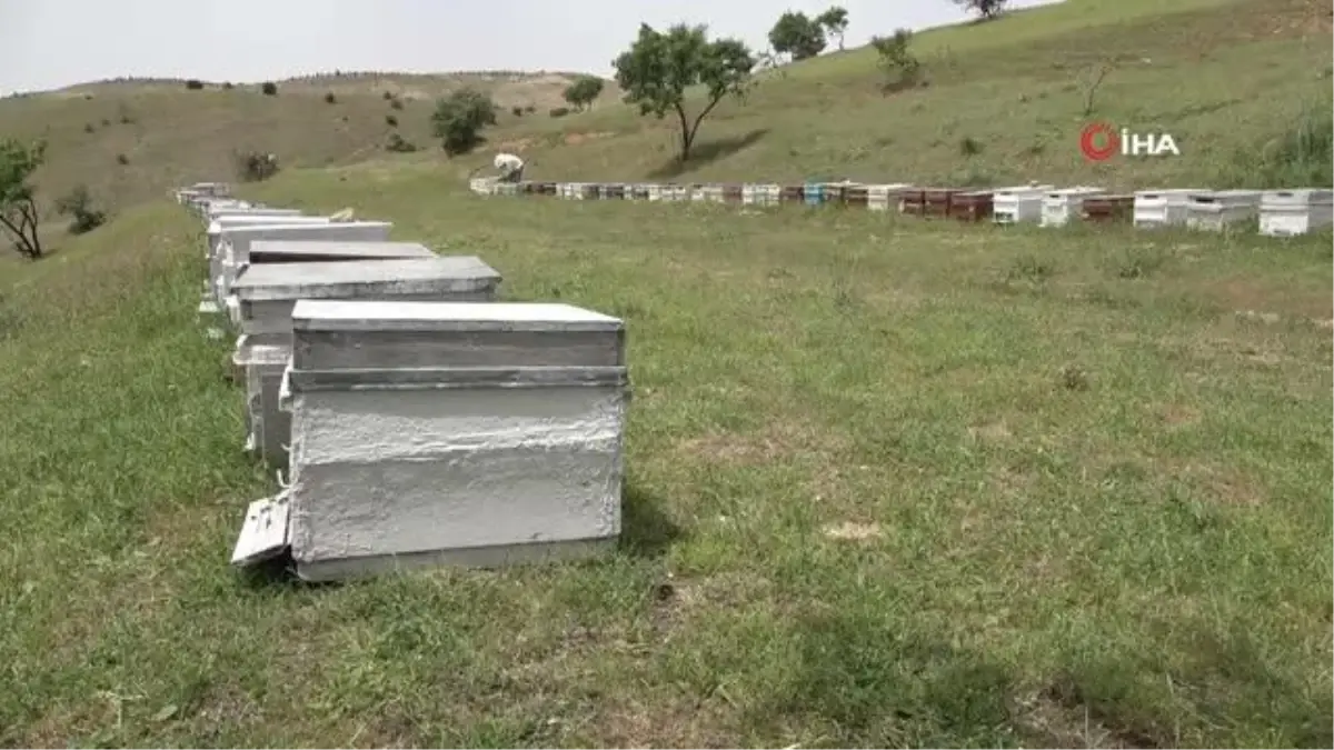 Elazığ Arı Yetiştiricileri Birliği Başkanı Canbay: \'Ekolojik dengede en önemli unsur arıdır\'