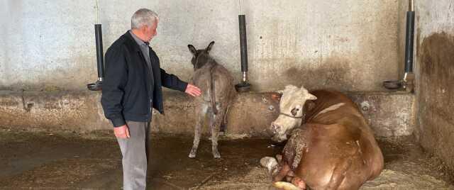 Kars'ta 70'e yakın buzağı öldü, sebebi belirsiz