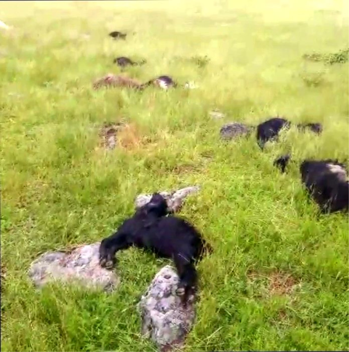 Bitlis\'te yıldırım düştü: 20 koyun telef oldu