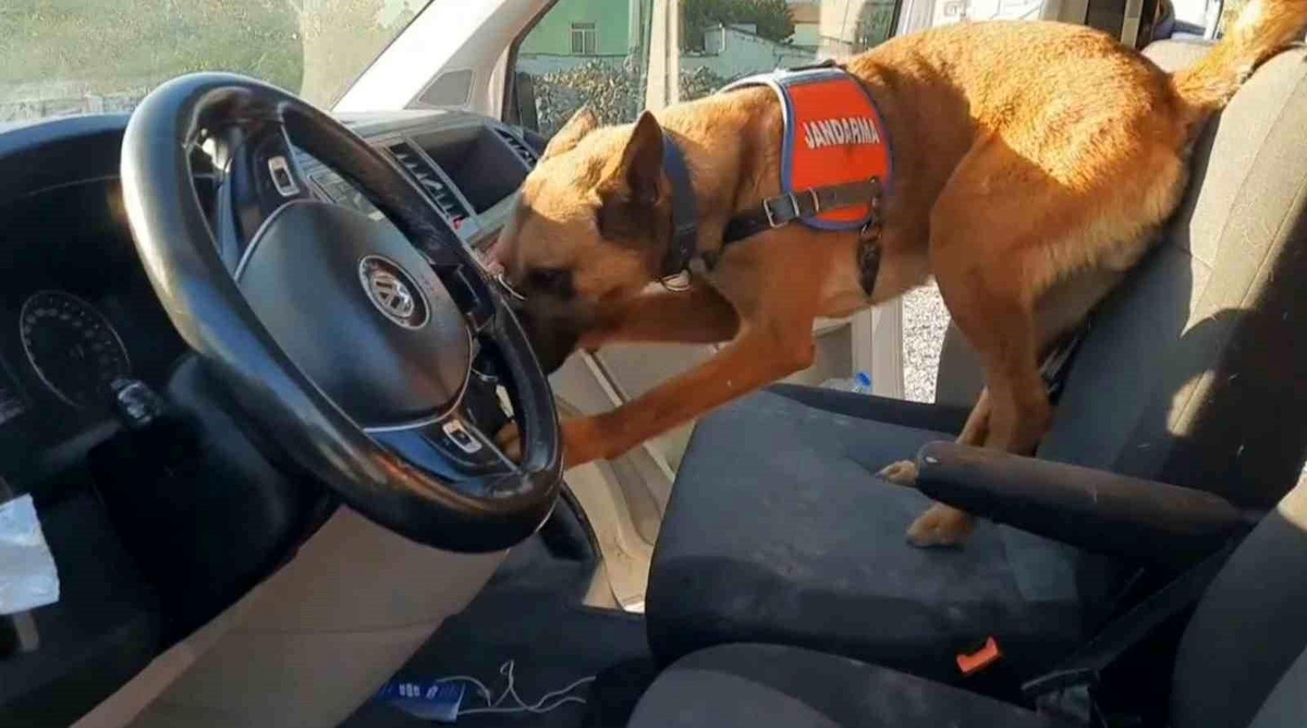 Narkotik köpeği \'Yalman\' vites kutusundaki uyuşturucuyu buldu