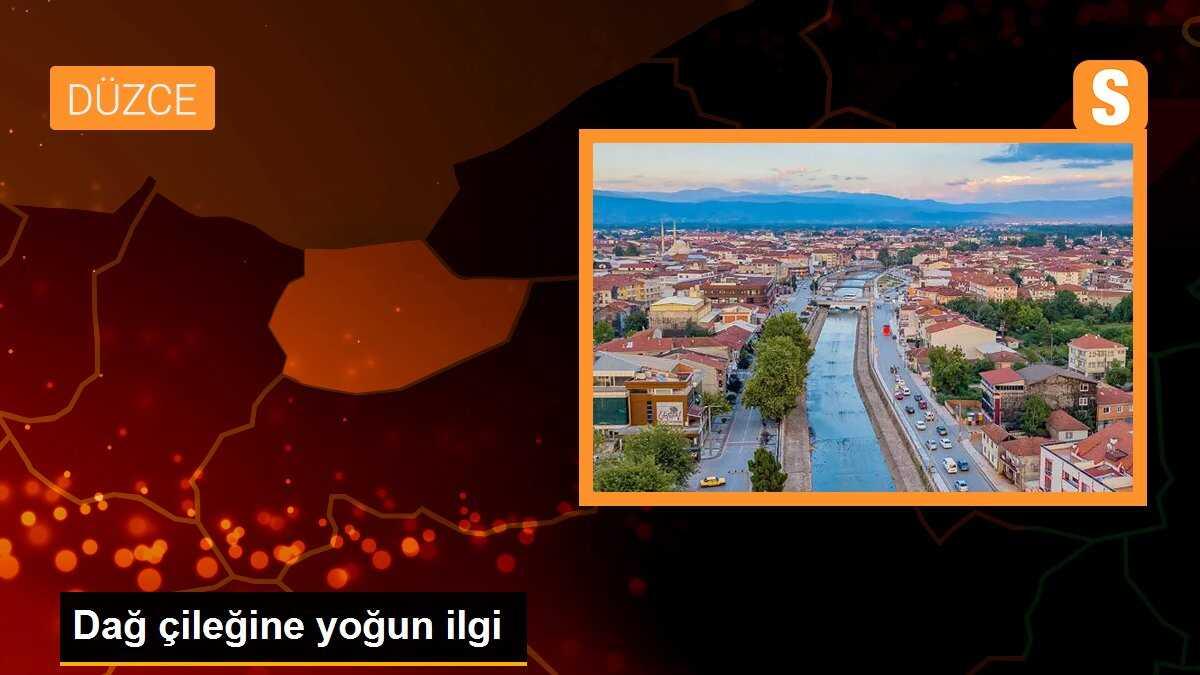 Dağ çileğine yoğun ilgi