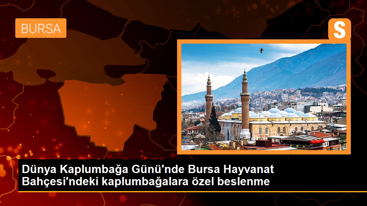 Dünya Kaplumbağa Günü\'nde Bursa Hayvanat Bahçesi\'ndeki kaplumbağalara özel beslenme