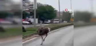 İskenderun'da çiftlikten kaçan deve kuruşu sürücülere zor anlar yaşattı... O anlar kamerada