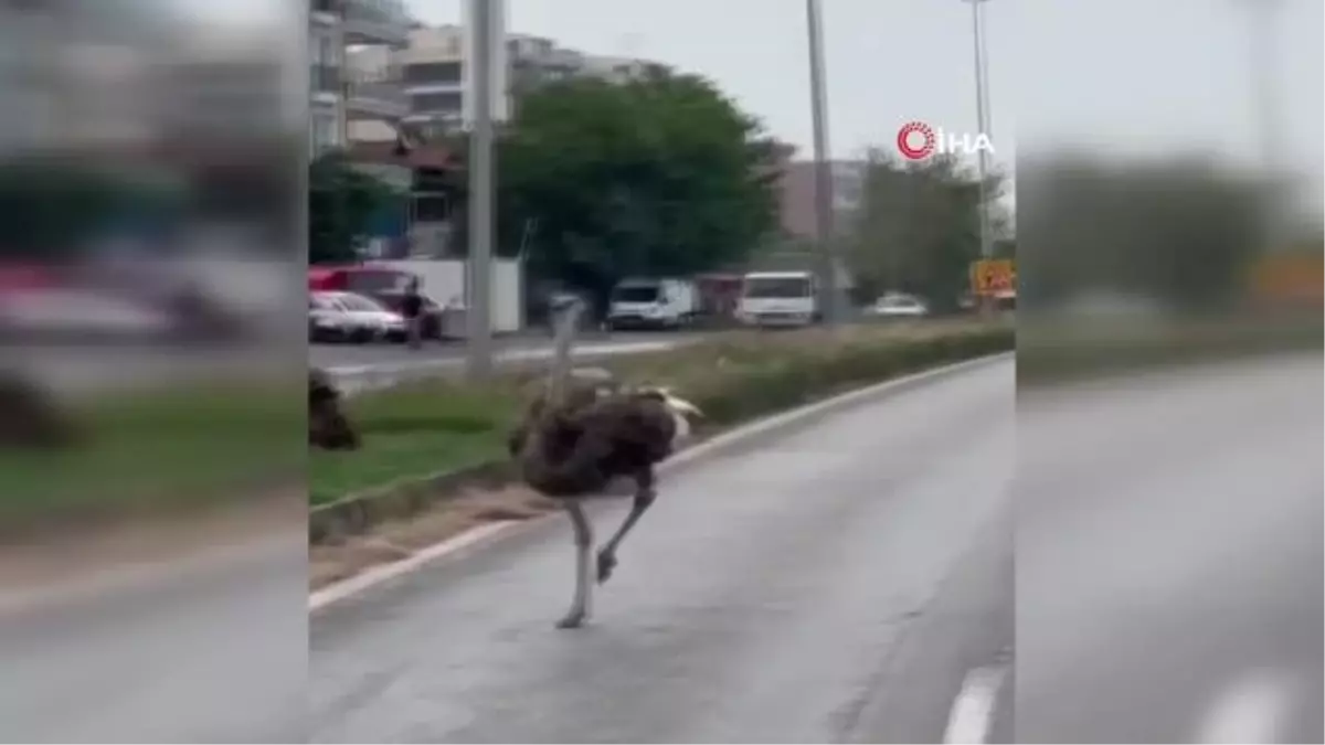 İskenderun'da çiftlikten kaçan deve kuruşu sürücülere zor anlar yaşattı... O anlar kamerada