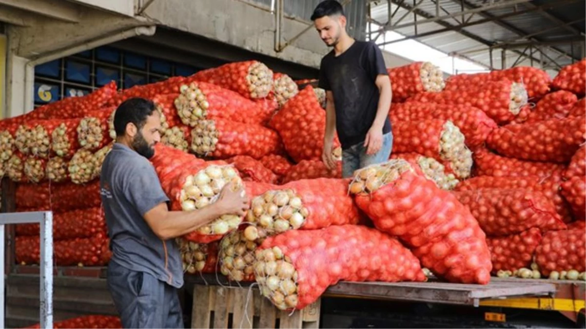 Soğan fiyatlarına müjdeli haber geldi: Fiyatlar düşecek