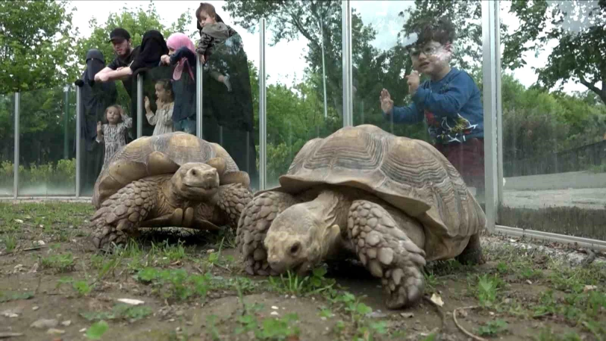 Zoopark\'taki kaplumbağalara Dünya Kaplumbağa Günü\'nde ziyafet