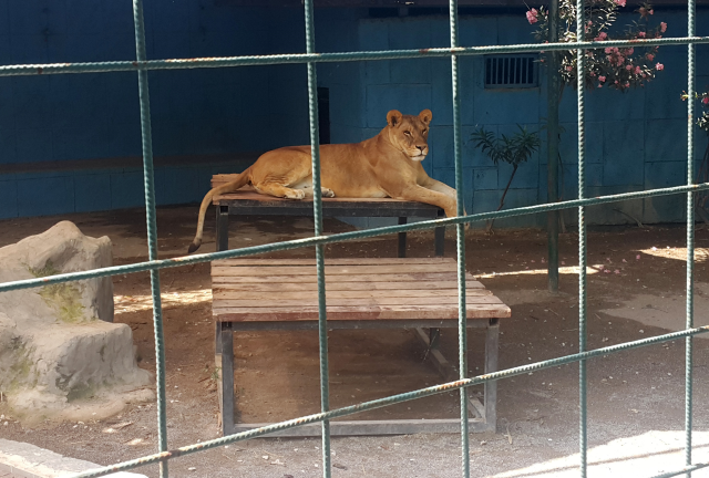 Antalya'da selfie çekmek için kafese giren aileye saldıran aslan, çocuğun saçlı derisini kopardı