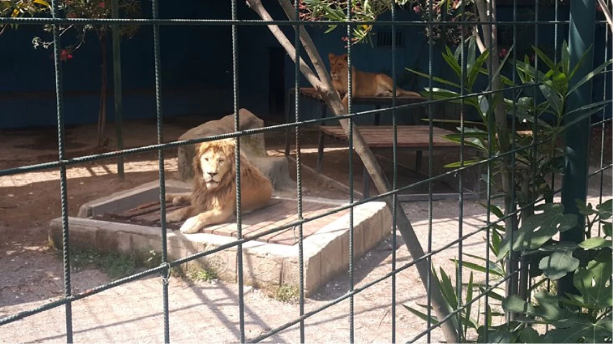 Antalya\'da fotoğraf çekilmek için kafese giren aileye saldıran aslan, pençesiyle 4 yaşındaki çocuğun saçlı derisini parçaladı