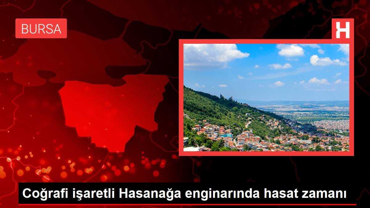 Coğrafi işaretli Hasanağa enginarında hasat zamanı