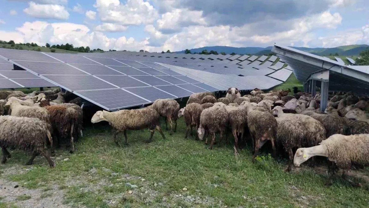 Kosova\'da güneş enerjisi panellerinin temizleyicisi: Koyun ve keçiler