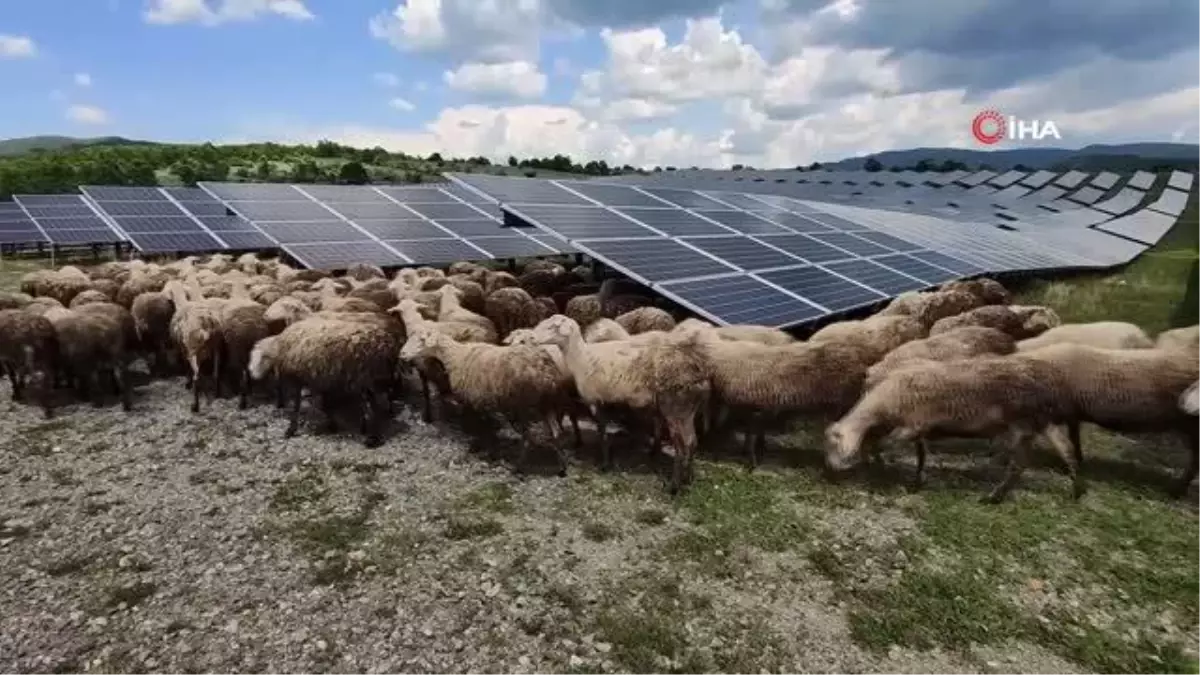 Kosova\'da güneş enerjisi panellerinin temizleyicisi: Koyun ve keçiler