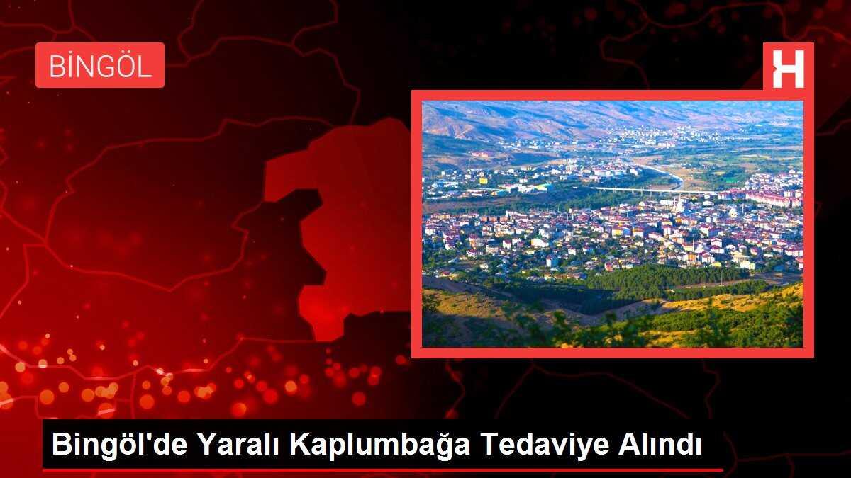 Bingöl'de Yaralı Kaplumbağa Tedaviye Alındı