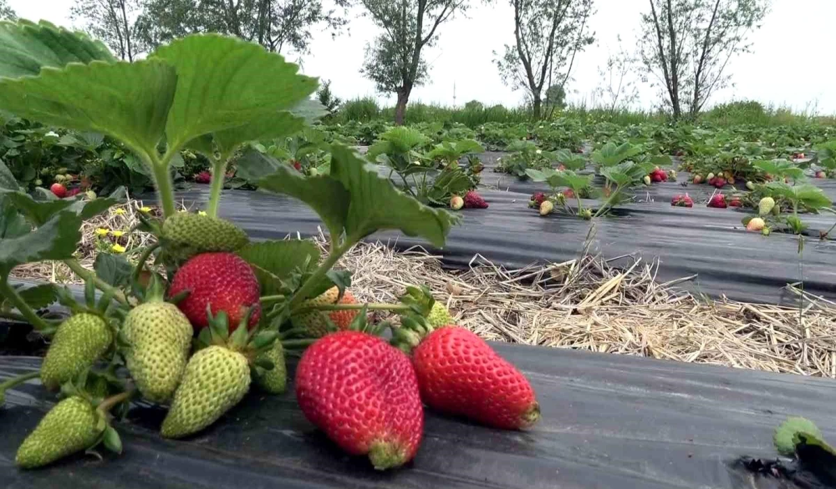 Bu çilek hem daha aromatik hem de daha uzun ömürlü