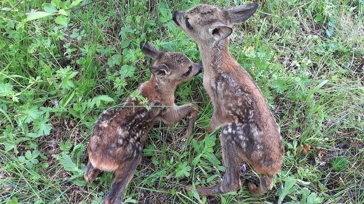 Kastamonu\'da Yavru Karaca ve Geyiklere Dokunulmaması Uyarısı