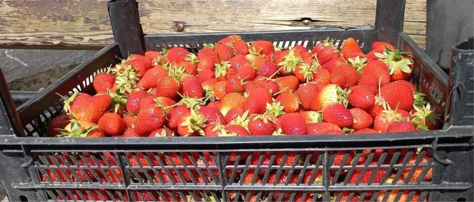 Zonguldak\'ta Çilek Hasadı Başladı