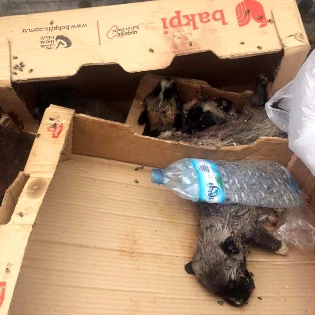 Burdur\'da 6 köpek yavrusu vurularak öldürülmüş halde bulundu