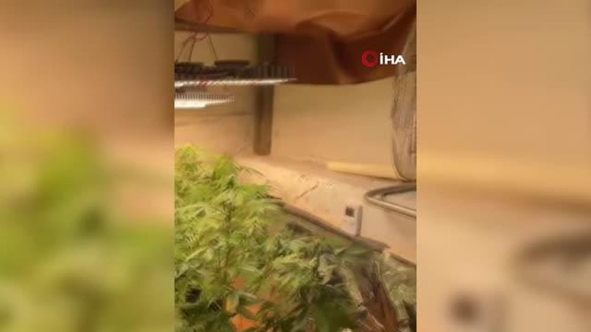 Evde kurulan düzenekle Hint keneviri yetiştiren 2 kişi yakalandı